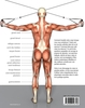 Musculation Anatomie et mouvements