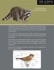 The Visual Dictionary of Animal Kingdom Animal Kingdom