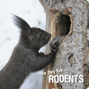 How they live... Rodents Learn All There Is to Know About These Animals!