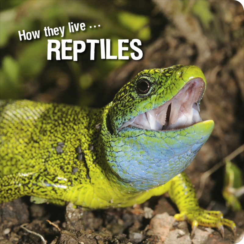 How they live... Reptiles Learn All There Is to Know About These Animals!