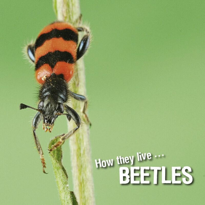 How they live... Beetles Learn All There Is to Know About These Animals!