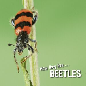 How they live... Beetles Learn All There Is to Know About These Animals!