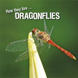 How they live... Dragonflies Learn All There Is to Know About These Animals!