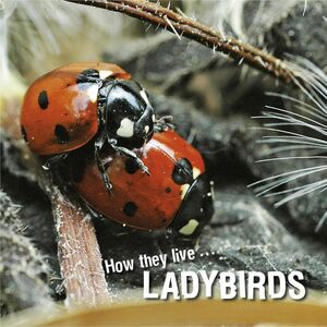 How they live... Ladybirds Learn All There Is to Know About These Animals!
