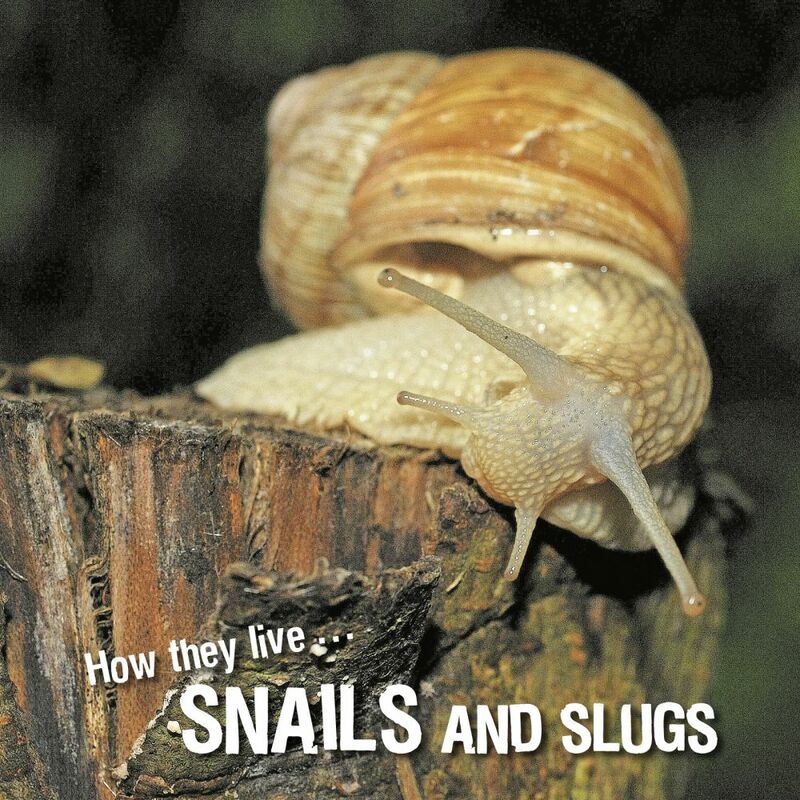 How they live... Snails and Slugs Learn All There Is to Know About These Animals!