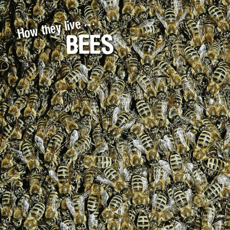 How they live... Bees Learn All There Is to Know About These Animals!