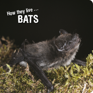 How they live... Bats Learn All There Is to Know About These Animals!