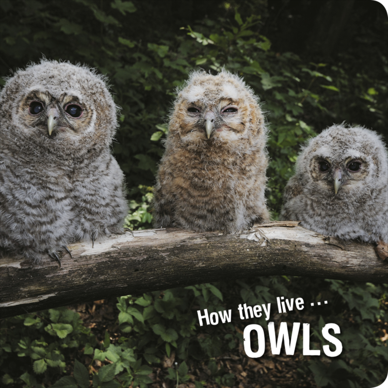 How they live... Owls Learn All There Is to Know About These Animals!