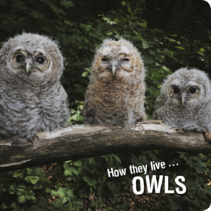How they live... Owls Learn All There Is to Know About These Animals!
