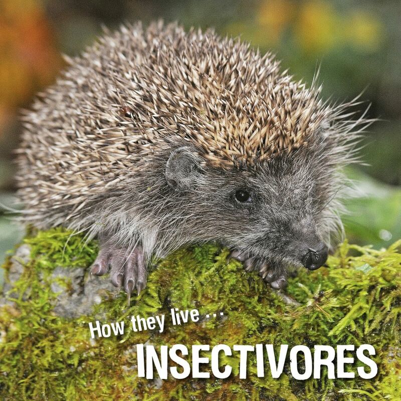 How they live... Insectivores Learn All There Is to Know About These Animals!