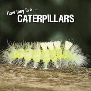 How they live... Caterpillars Learn All There Is to Know About These Animals!