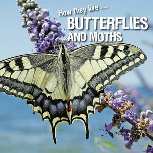 How they live... Butterflies and Moths Learn All There Is to Know About These Animals!