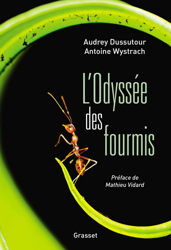 L'Odyssée des fourmis Préface de Mathieu Vidard