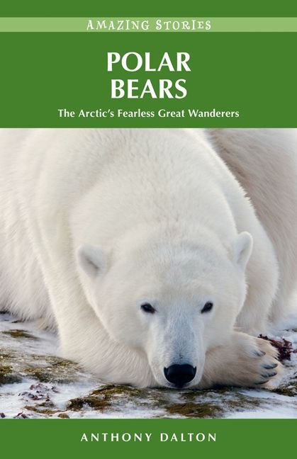 Polar Bears The Arctic’s Fearless Great Wanderers