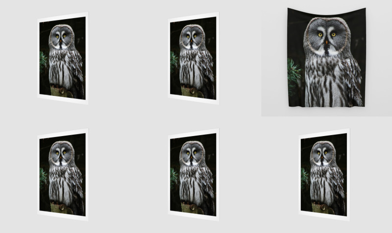 The Great Grey Owl preview
