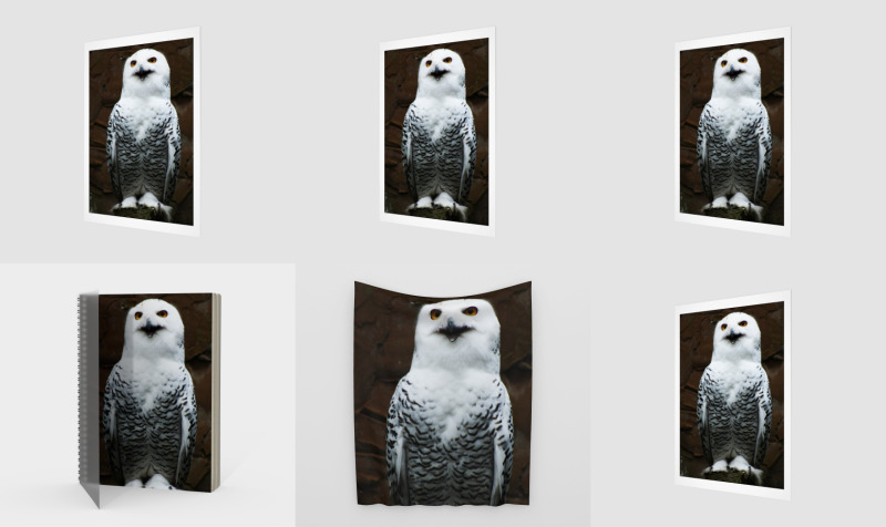 Snowy Owl preview