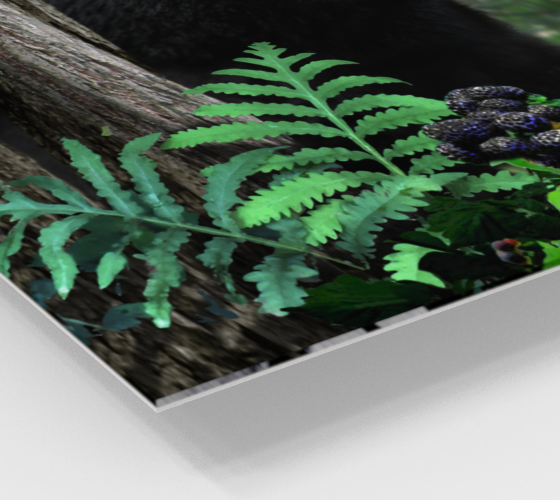 FOREST - SUMMER - BLACK BEAR 001 preview #2