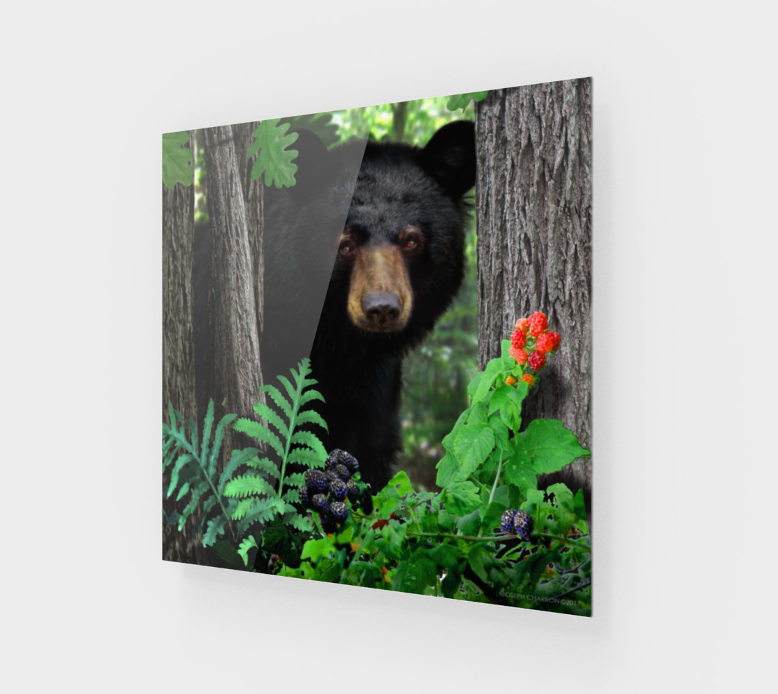 FOREST - SUMMER - BLACK BEAR 001 preview #1