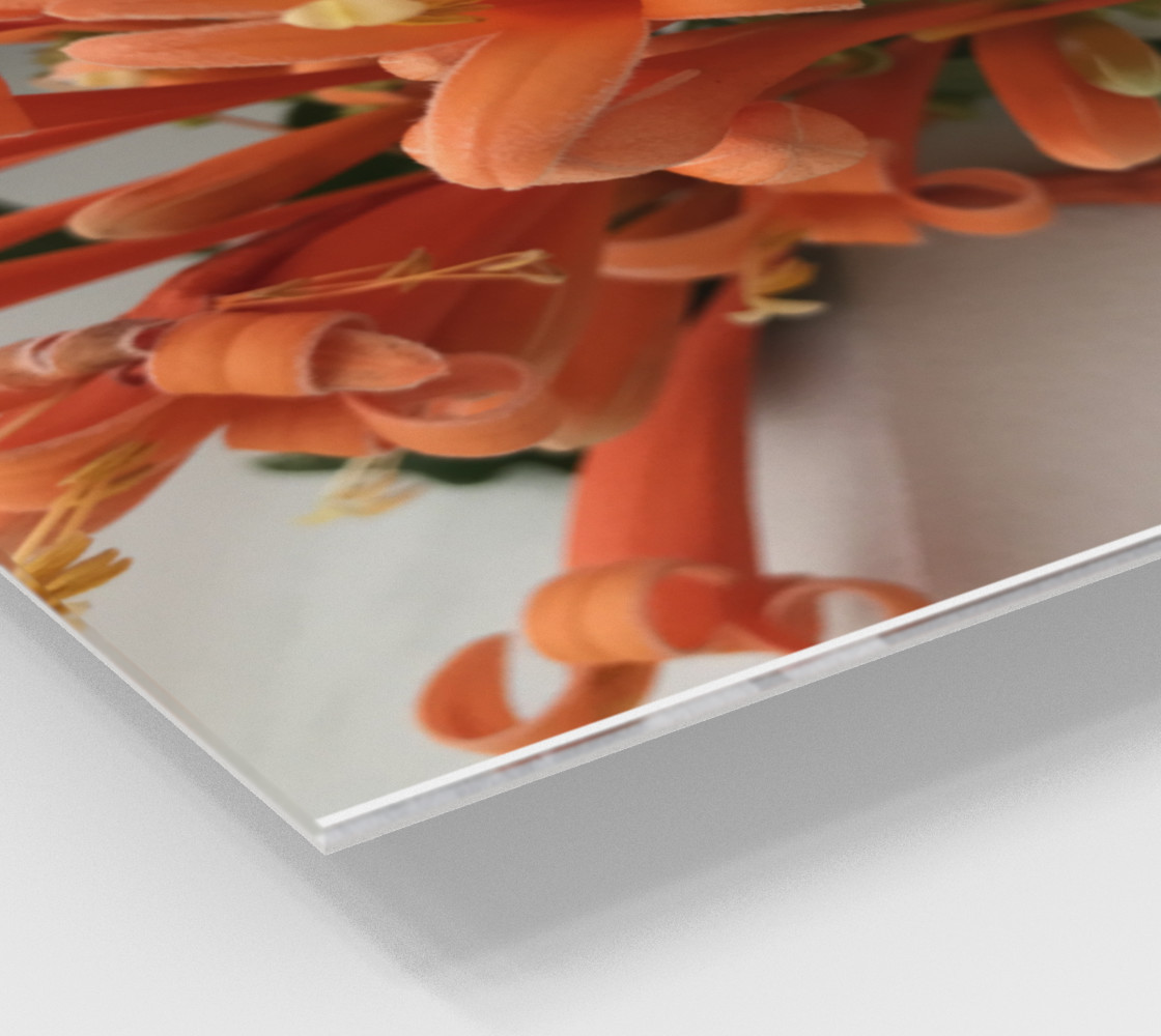 YMCA Orange Flower/Flor preview #2