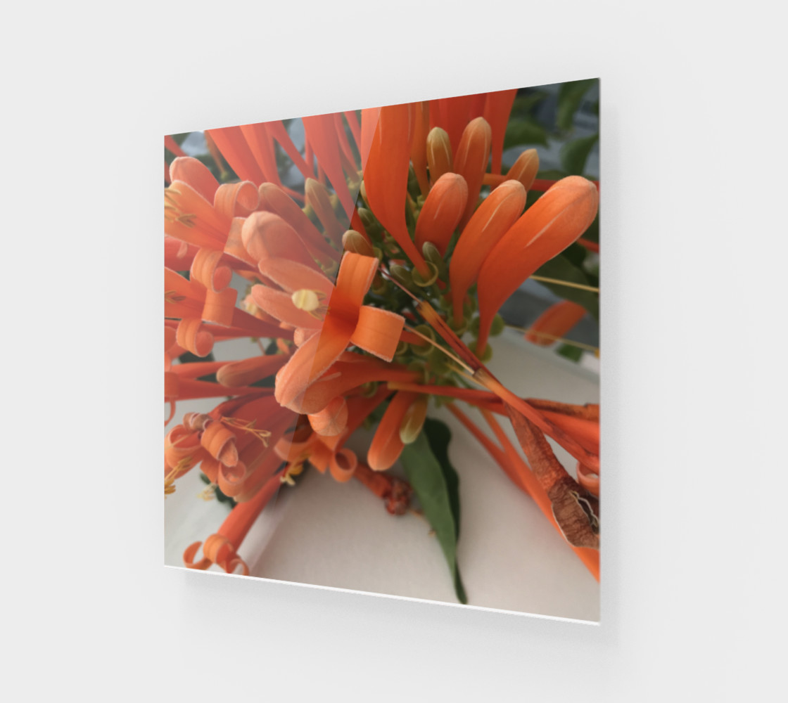 YMCA Orange Flower/Flor preview #1