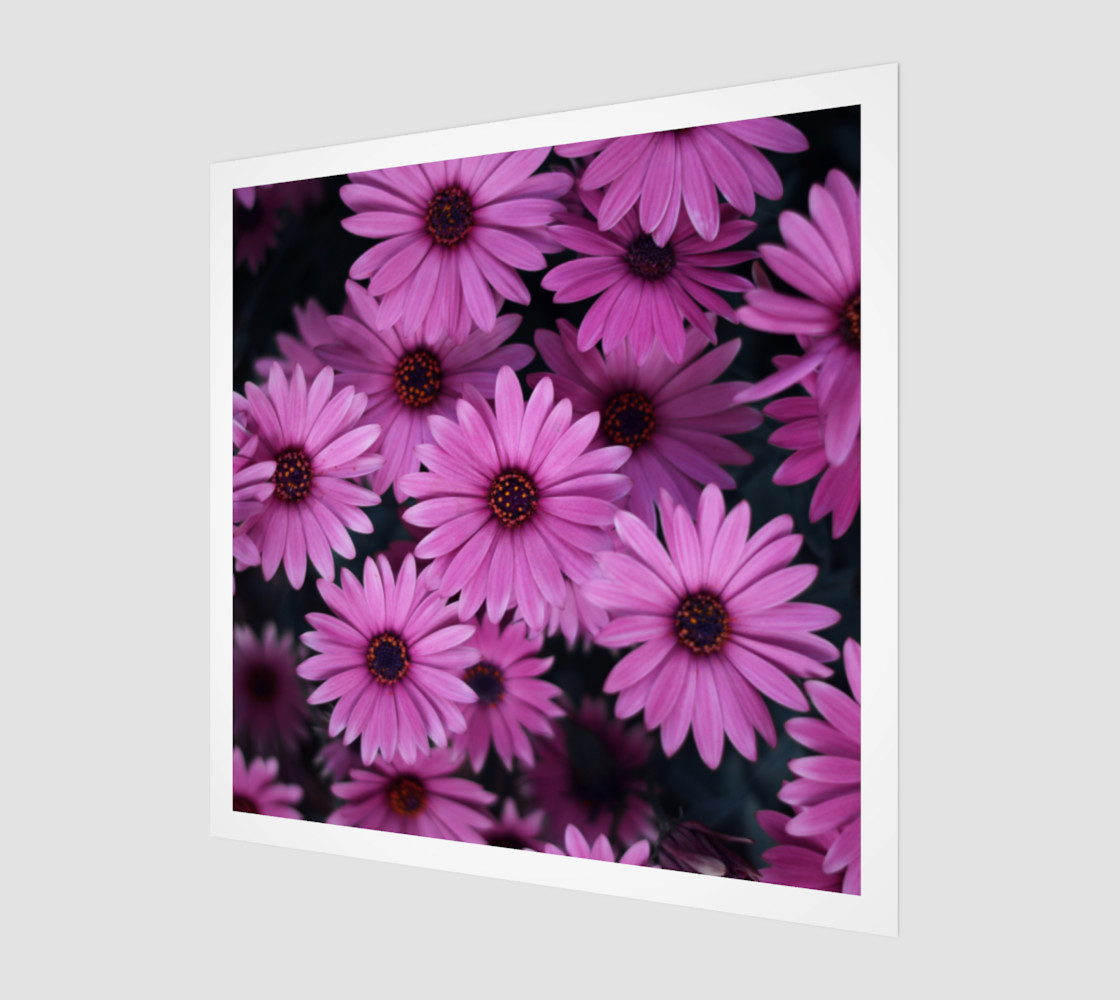 Pericallis Purple Flower Wall Art poster art print canvas wood print preview #1