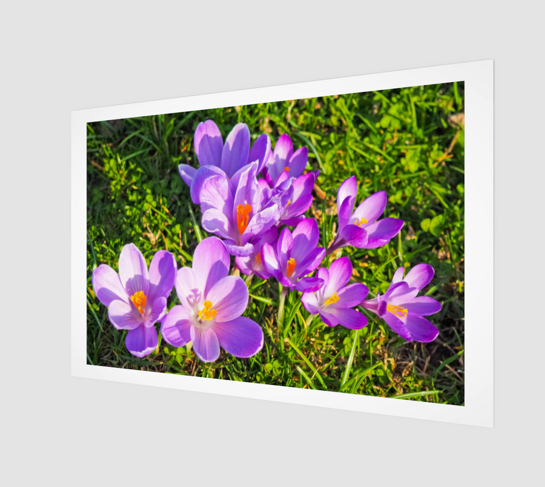 purple crocus preview #1