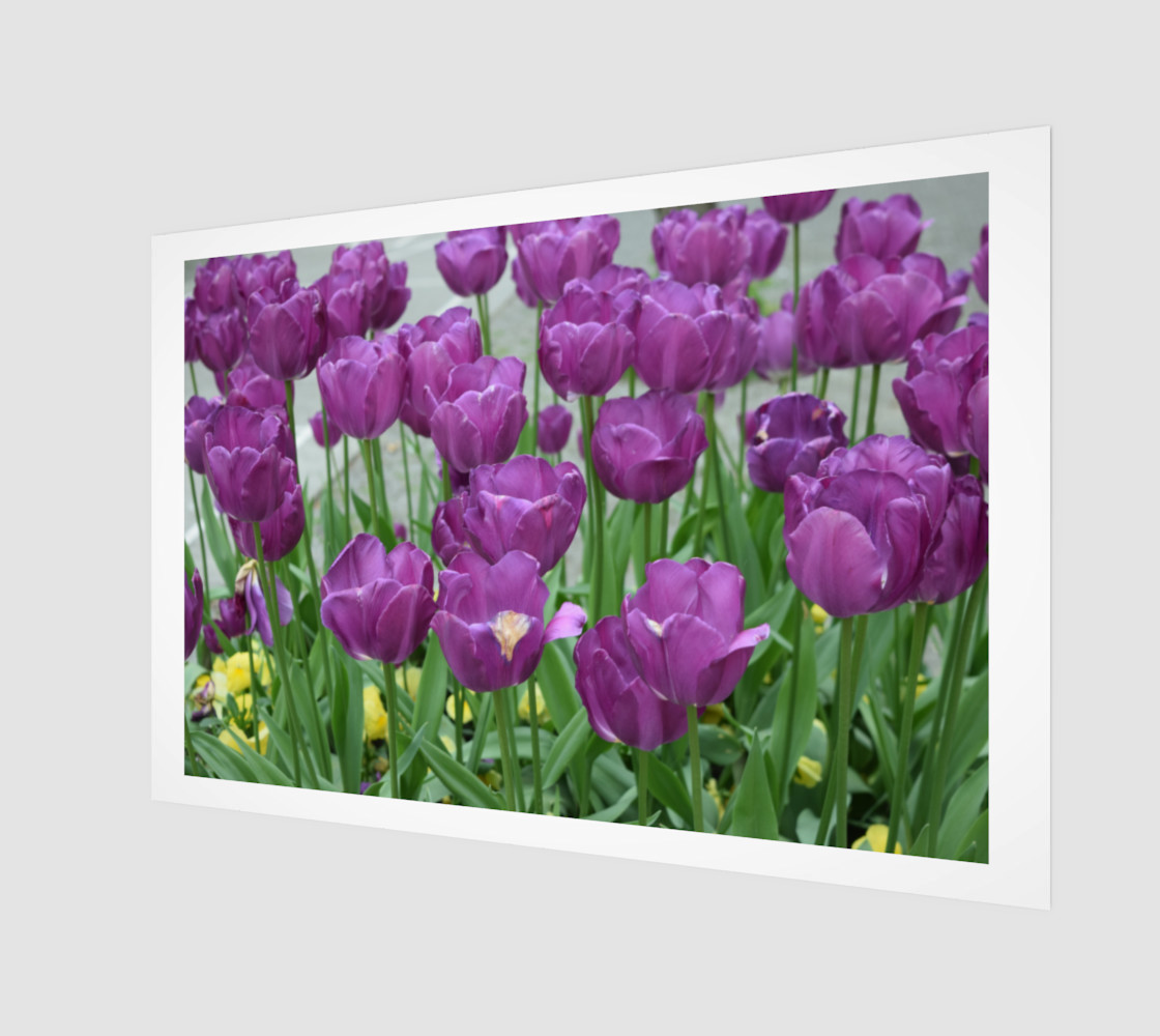 purple tulips forever preview #1