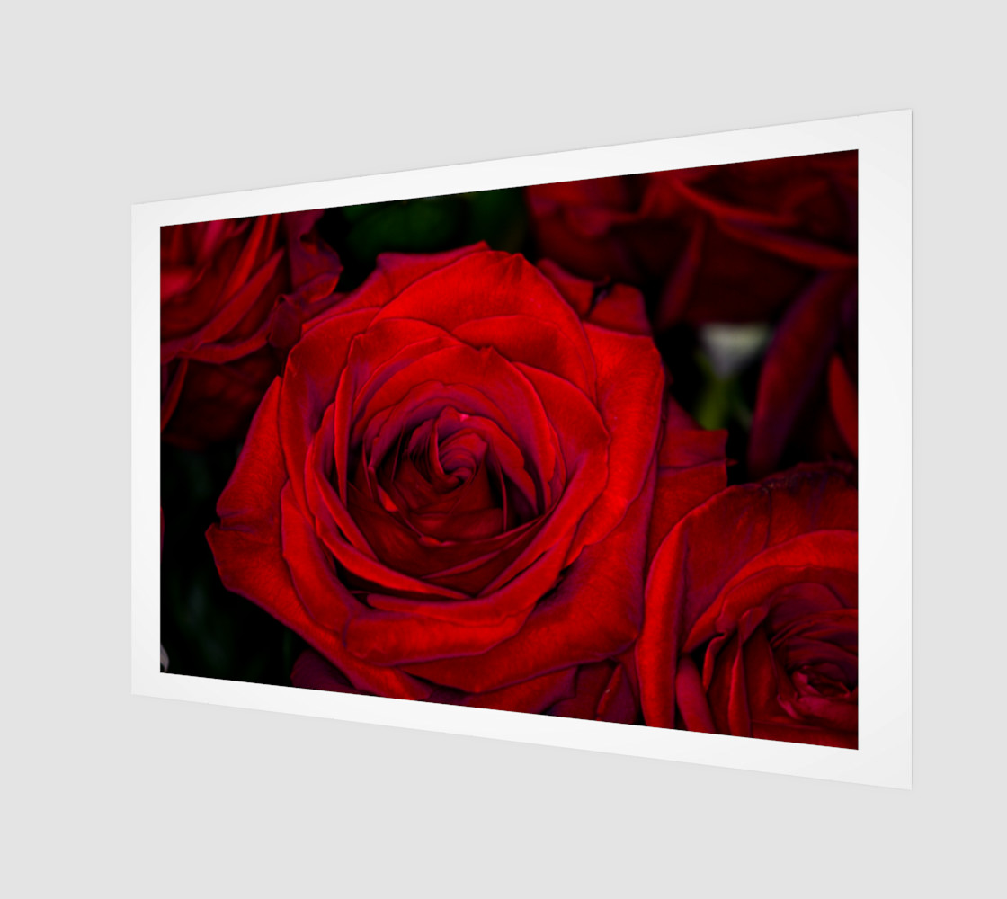 Red Roses preview #1