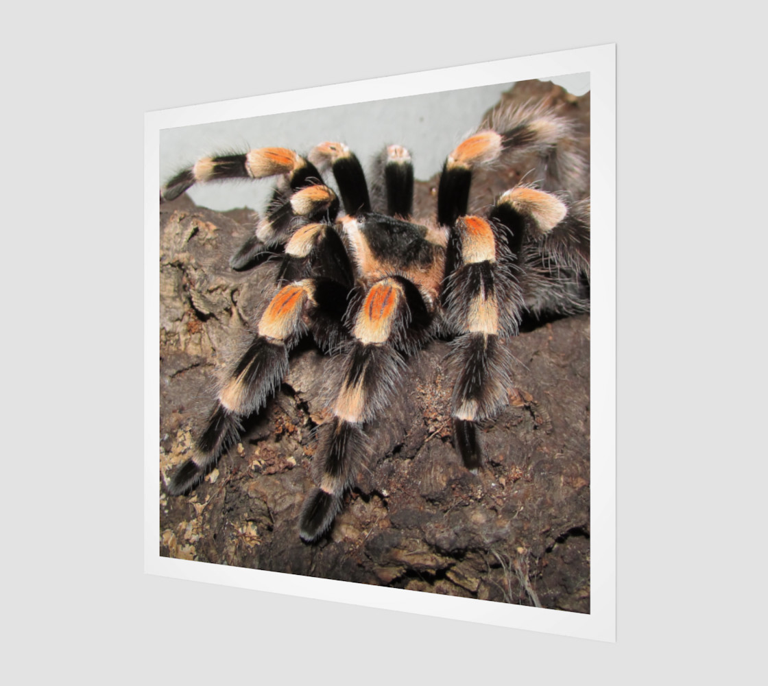 Mexican Red Knee Tarantula Spider Wall Art preview #1