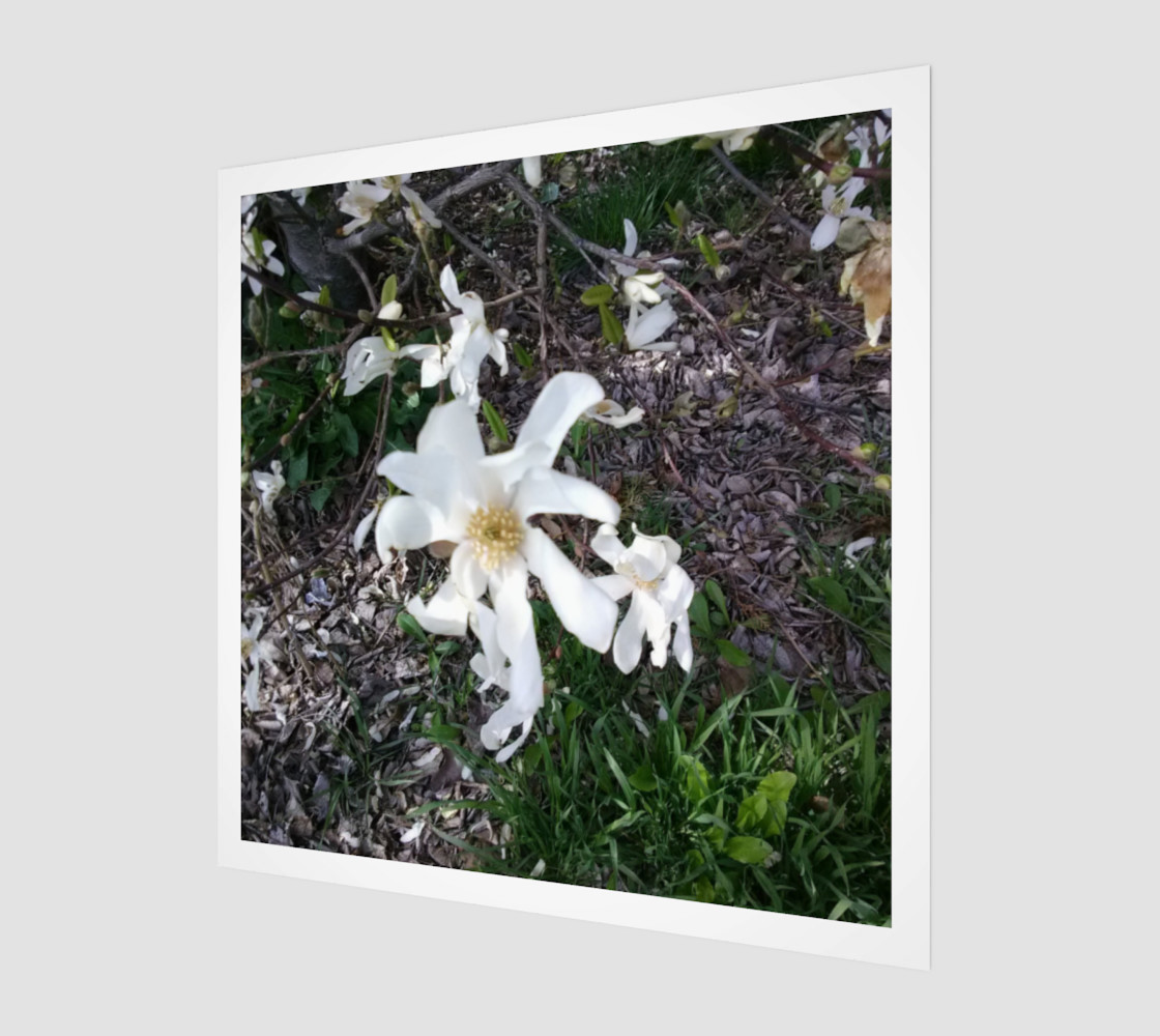 First White Flower of Spring Wall Art preview #1