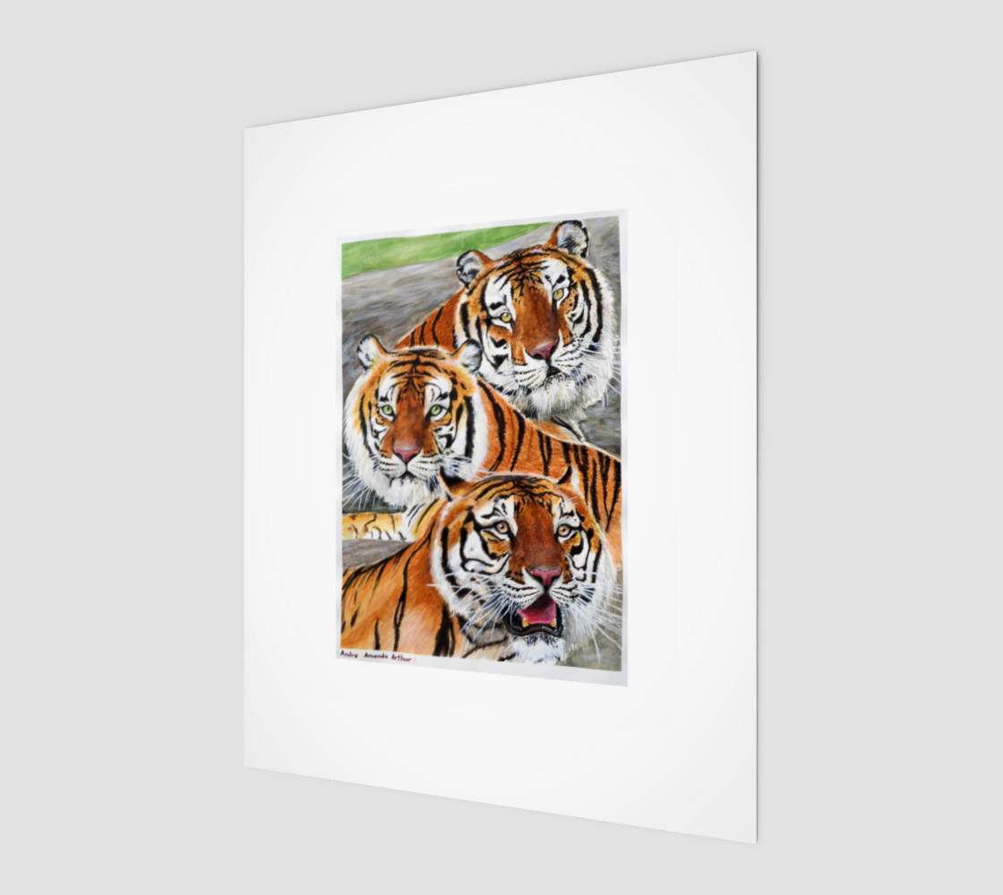 Texas Tigers Trio preview #1