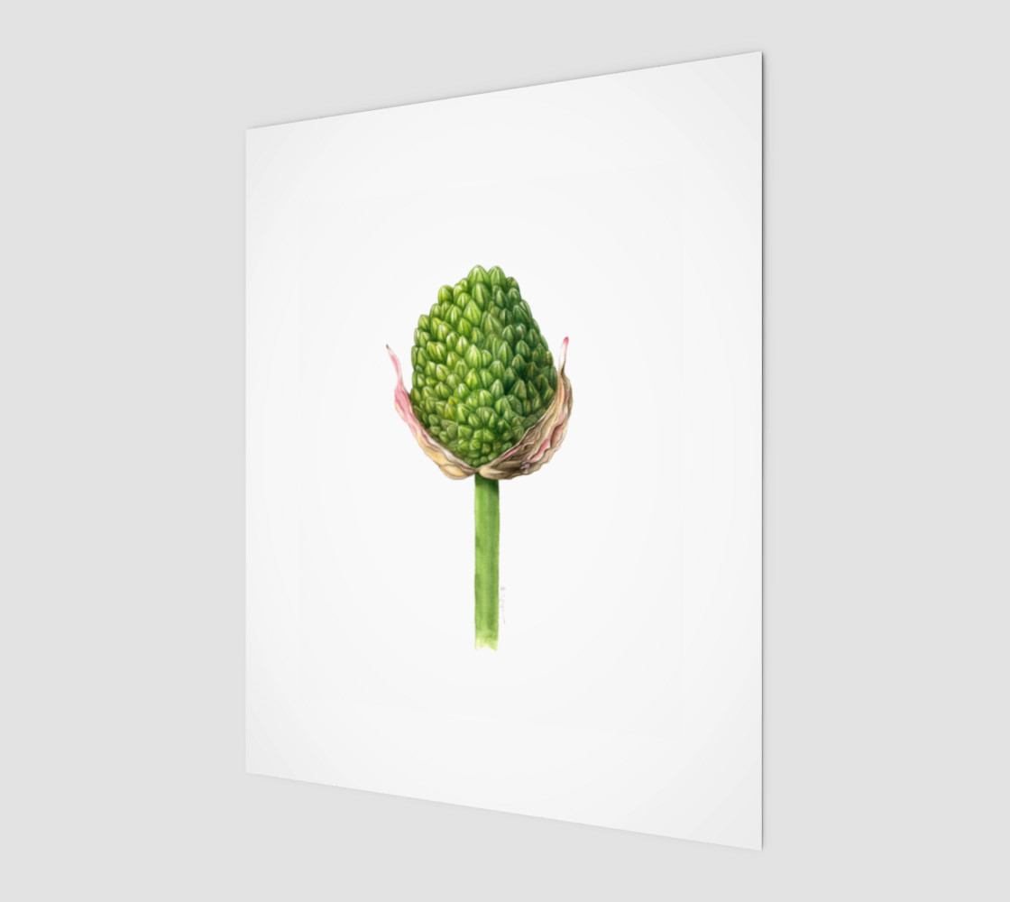 Alium bud preview #1