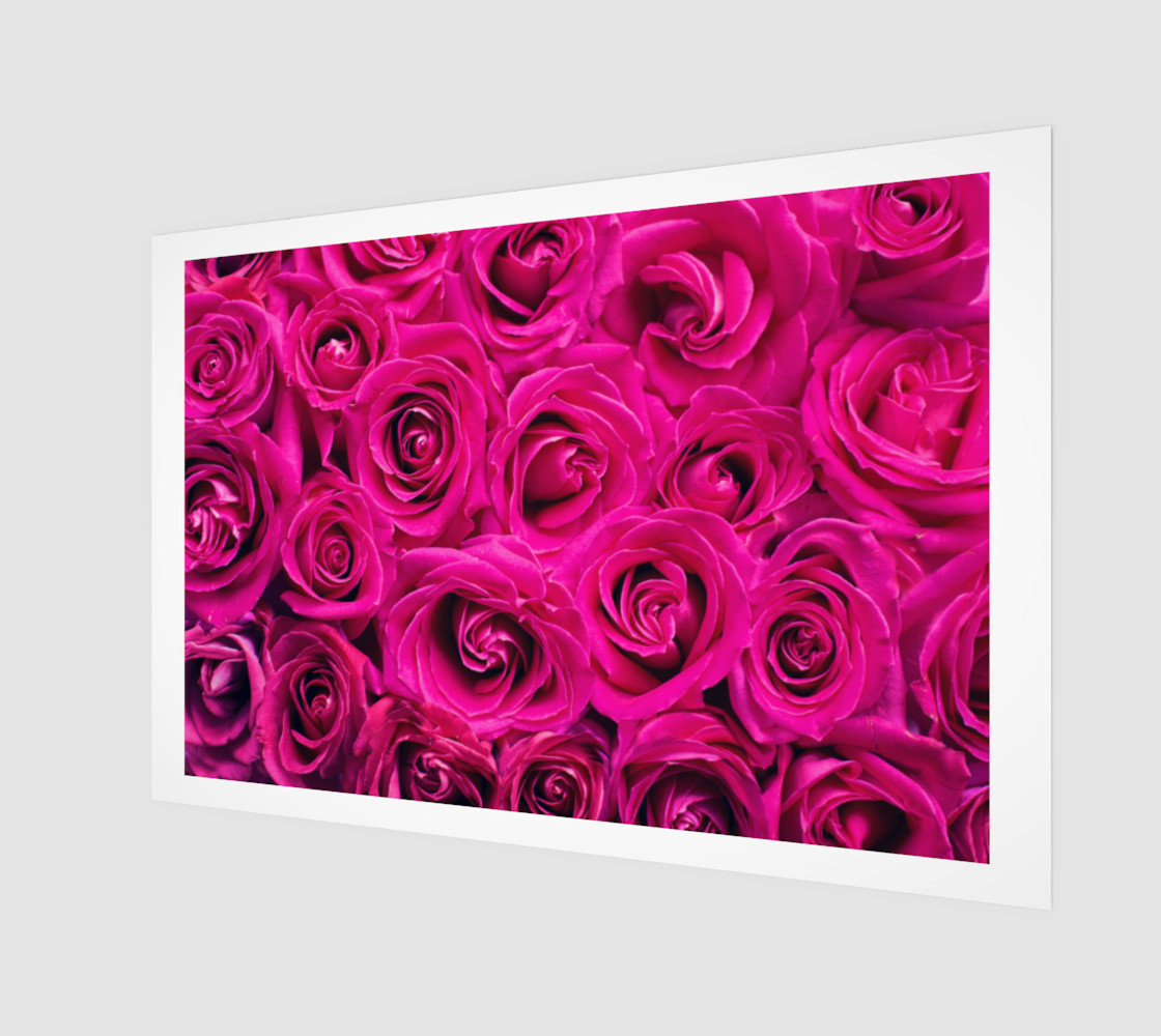 hot pink-roses preview #1
