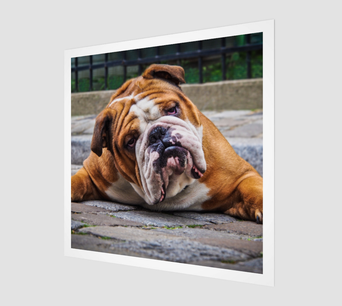 Chien grognon | Grumpy Dog preview #1