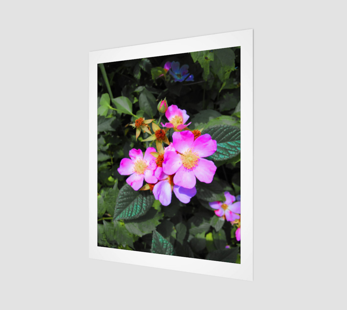 Wild Roses Photographic print by Tabz Jones preview #1