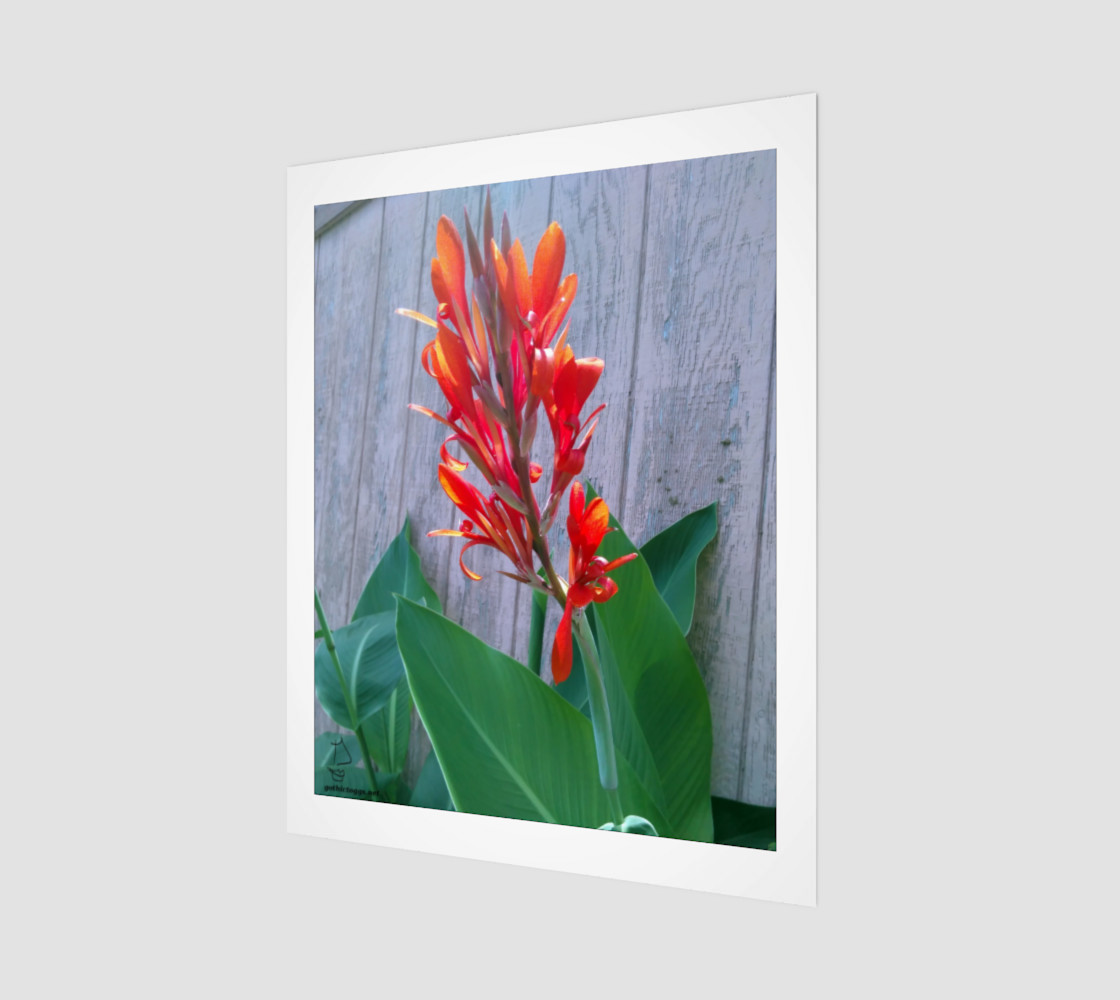 Canna Lily Photographic print by Tabz Jones preview #1