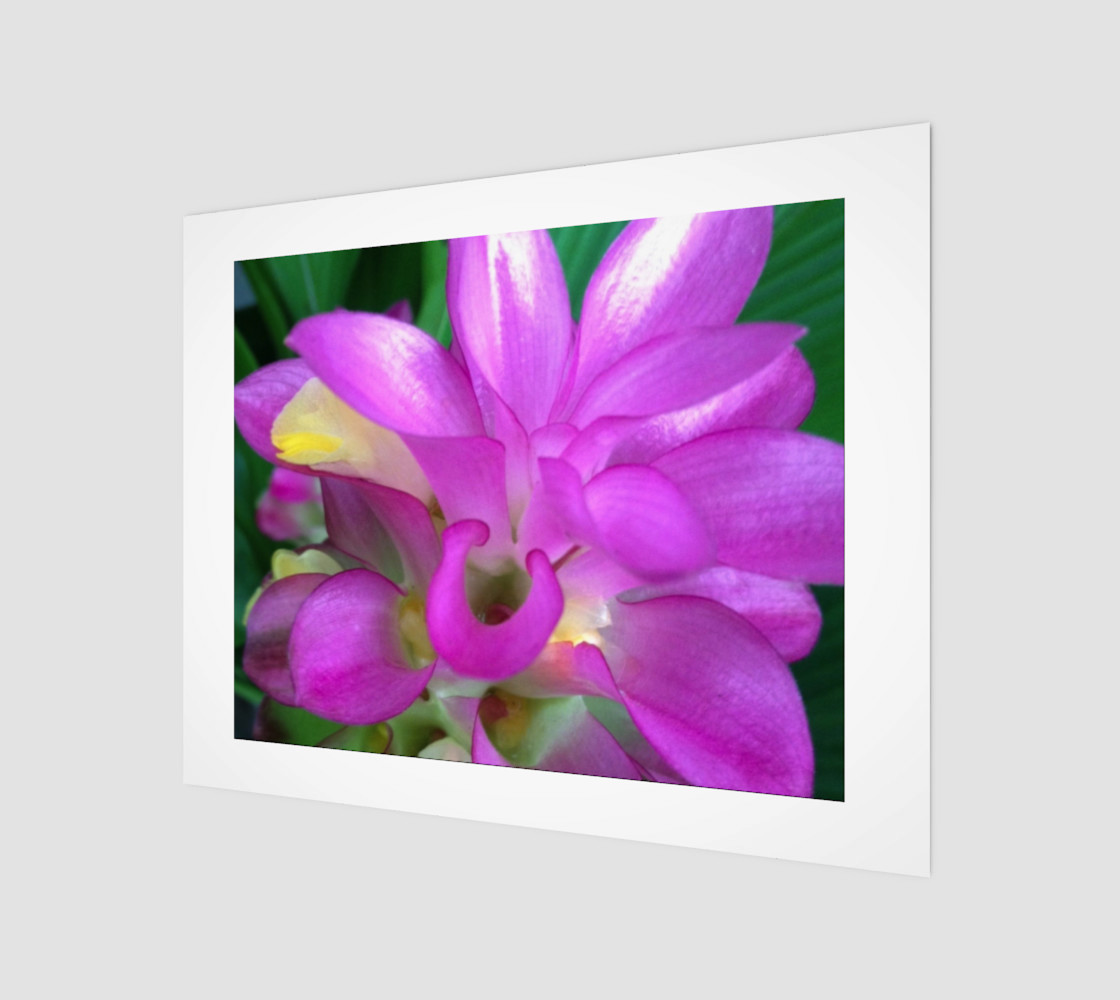 Bright Pink Ginger Flower 14" x 11" 3D preview