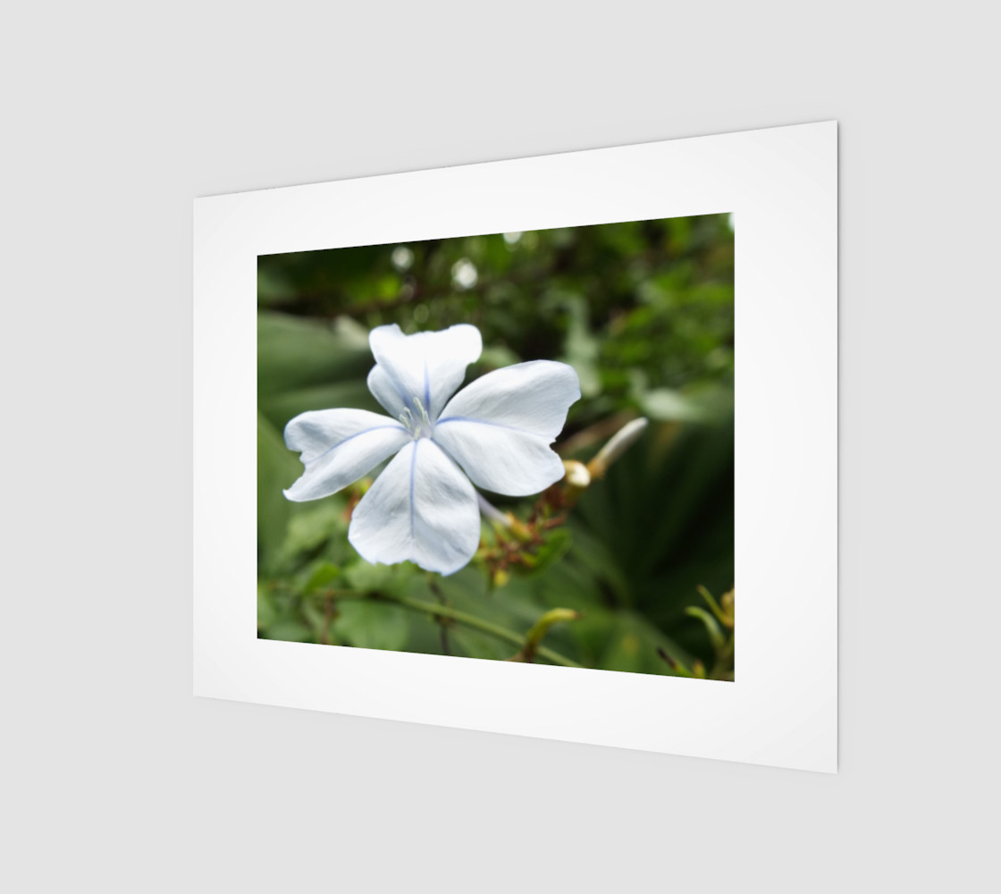 Plumbago preview #1