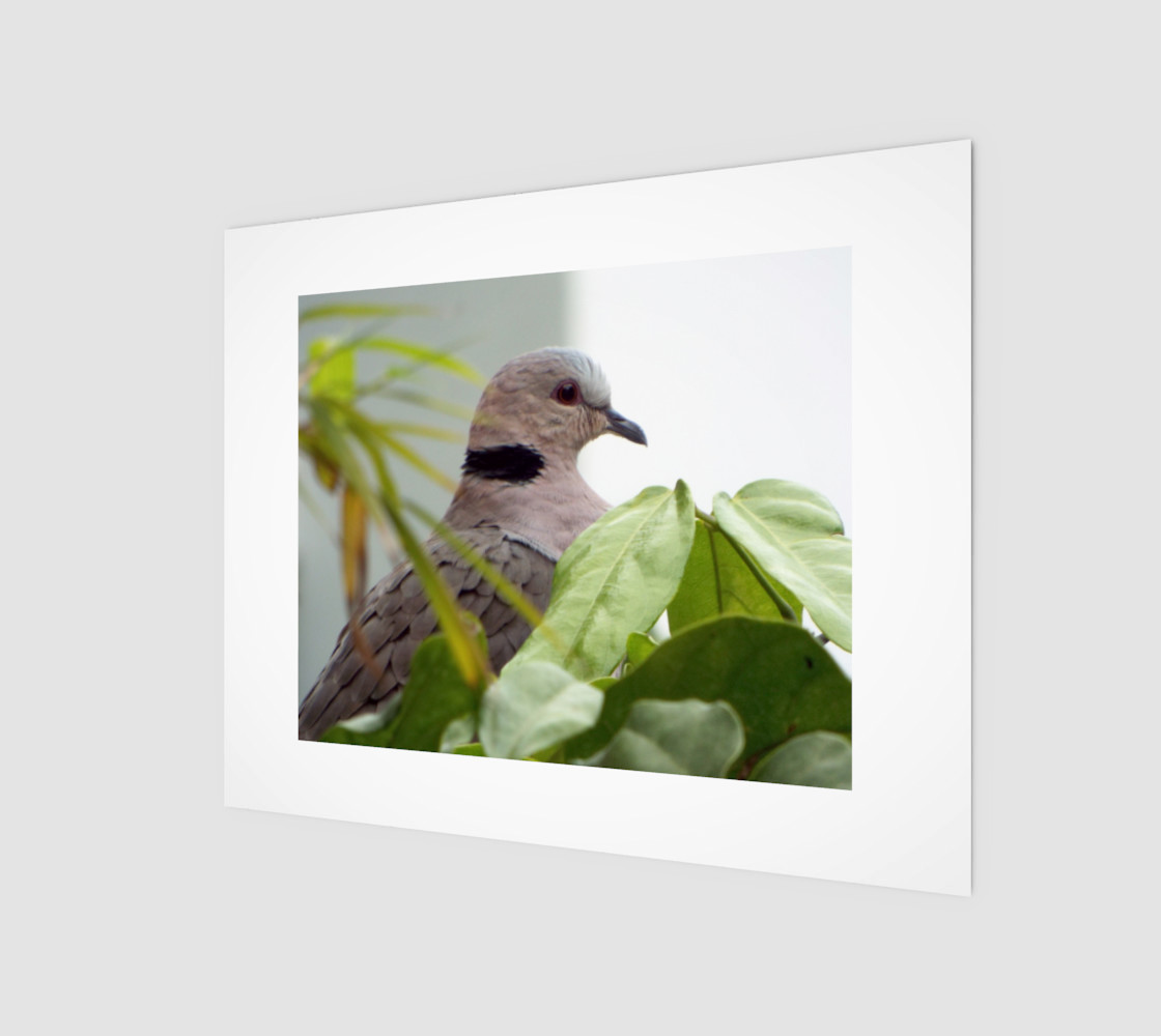 Ring-necked Dove preview #1