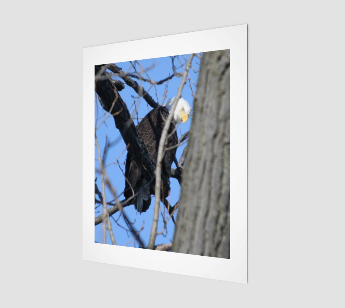 bald eagle preview #1
