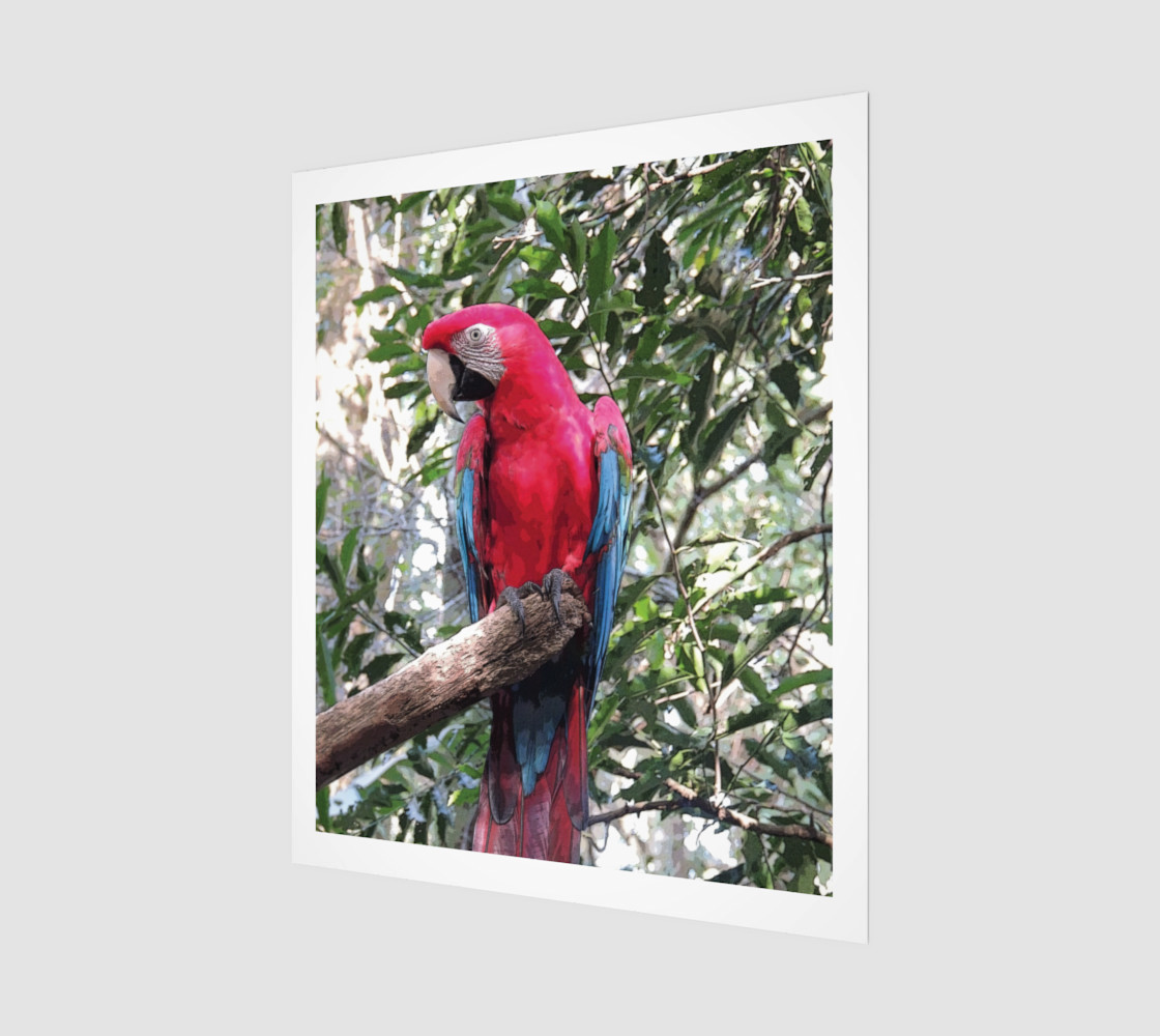Scarlet Macaw preview #1