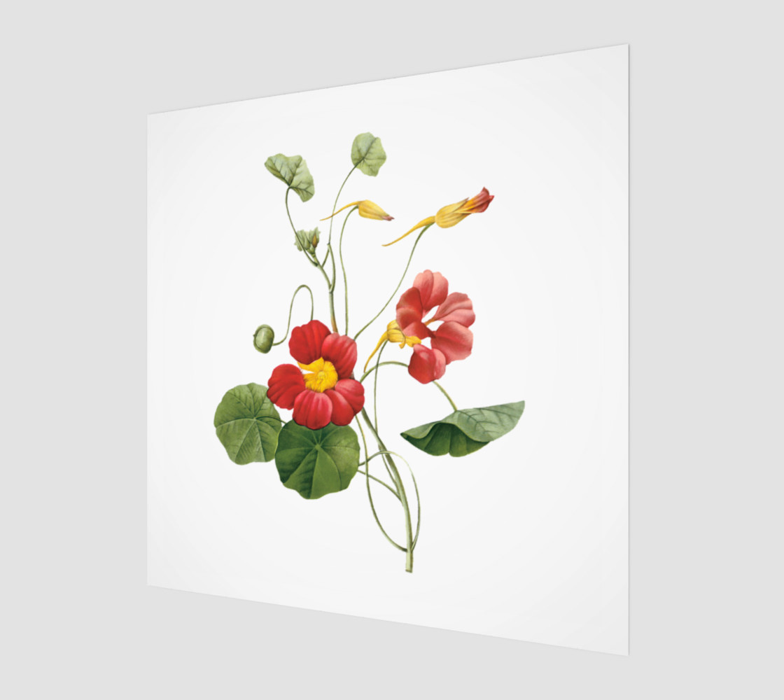FF - Vintage - Flower - Nasturtium - Pierre Joseph Celestin Redouté preview #1