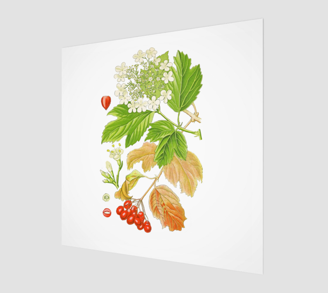 FF - Vintage Flower - Alder preview #1