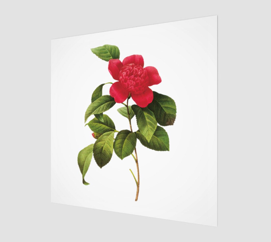 FF - Vintage Flower - Camellia Anemoniflora - Redoute Flower preview #1