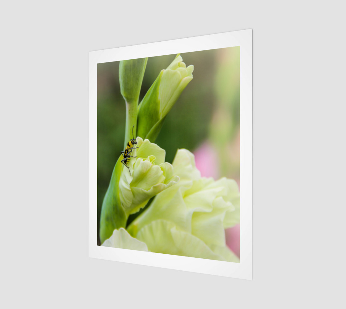 Bee on a gladiola flower preview #1