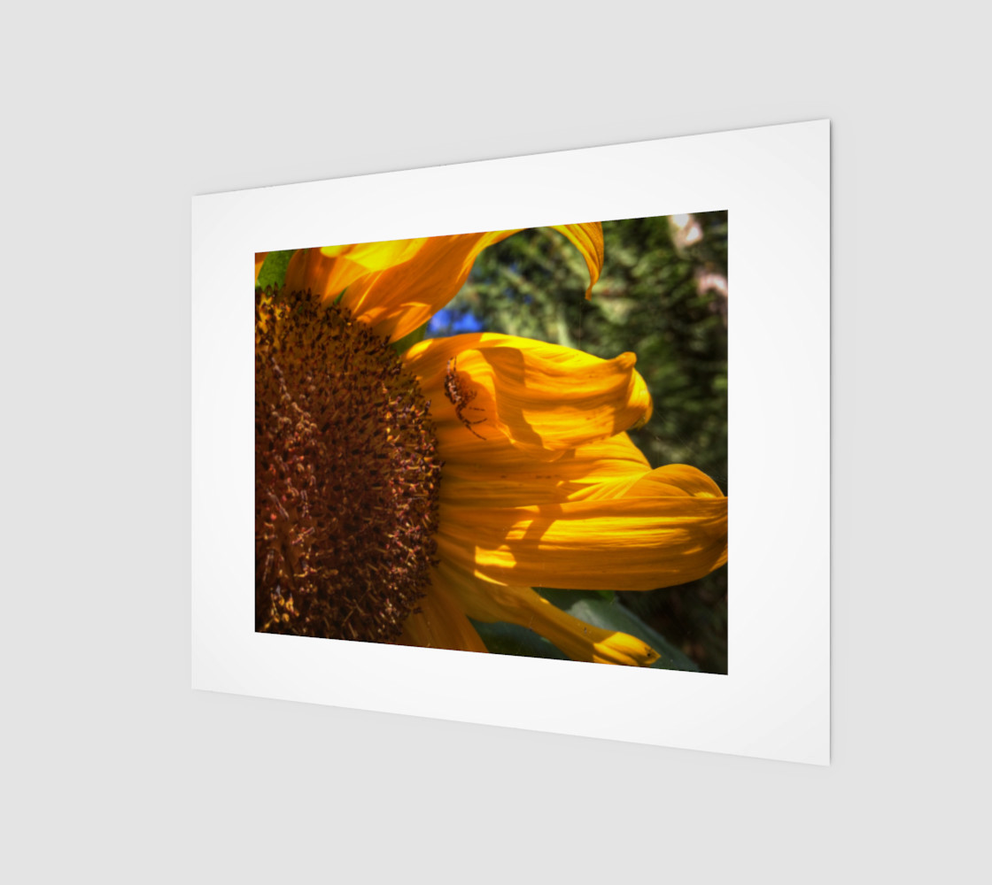 Cozy Sunflower for a Spider thumbnail #2