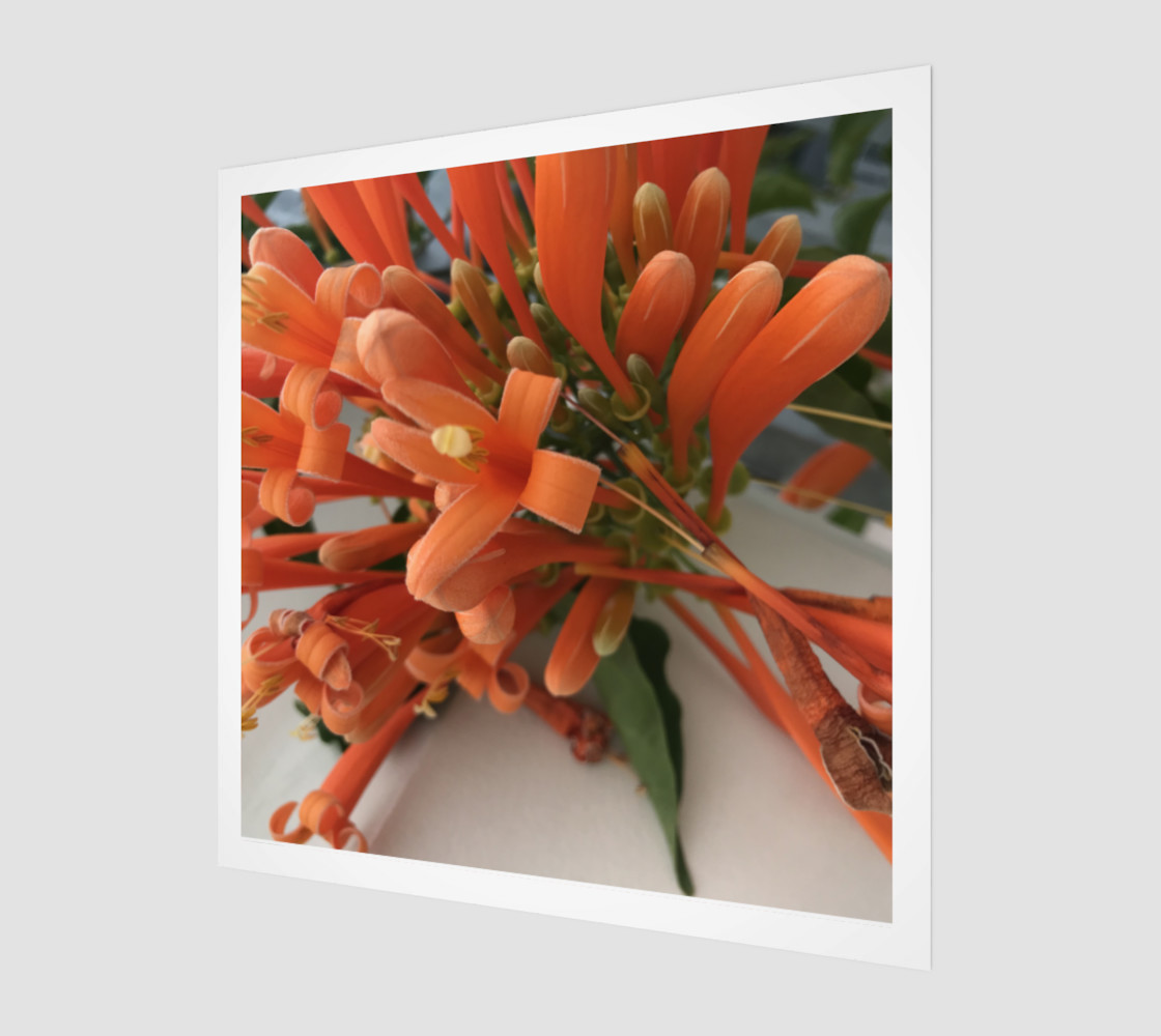 YMCA Orange Flower/Flor preview #1