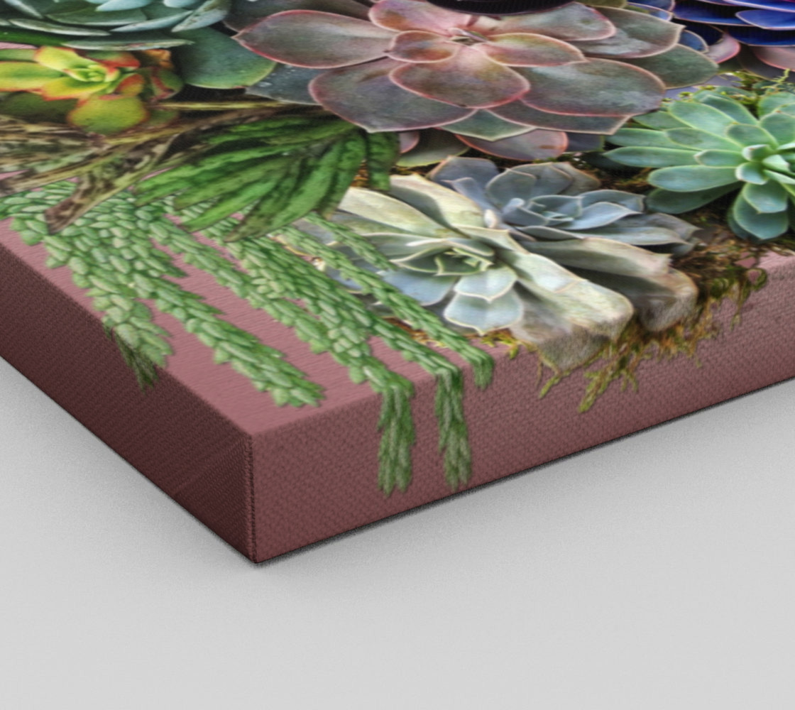 Succulents from my garden preview #3