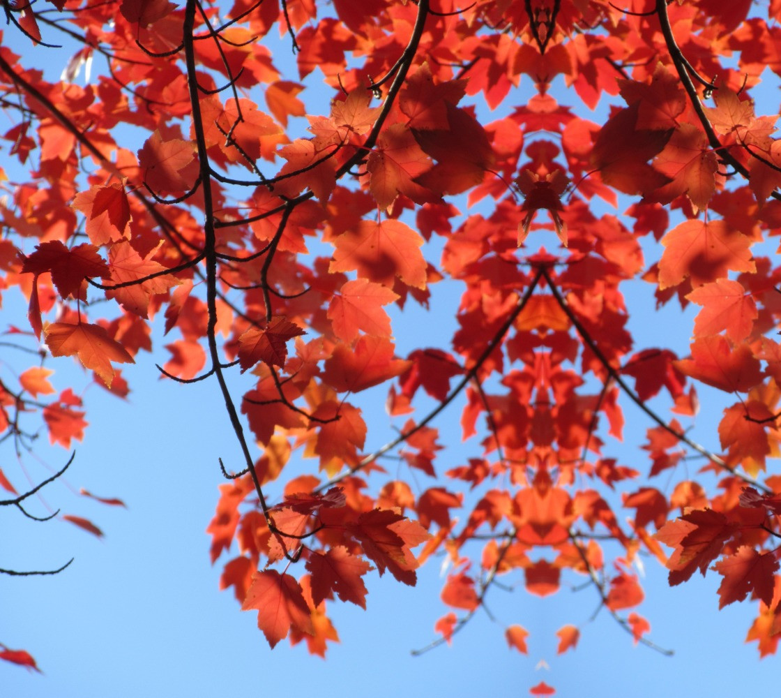 Red Maple, Blue Sky Mirror Rpt 25.93 x 34.57 thumbnail #1