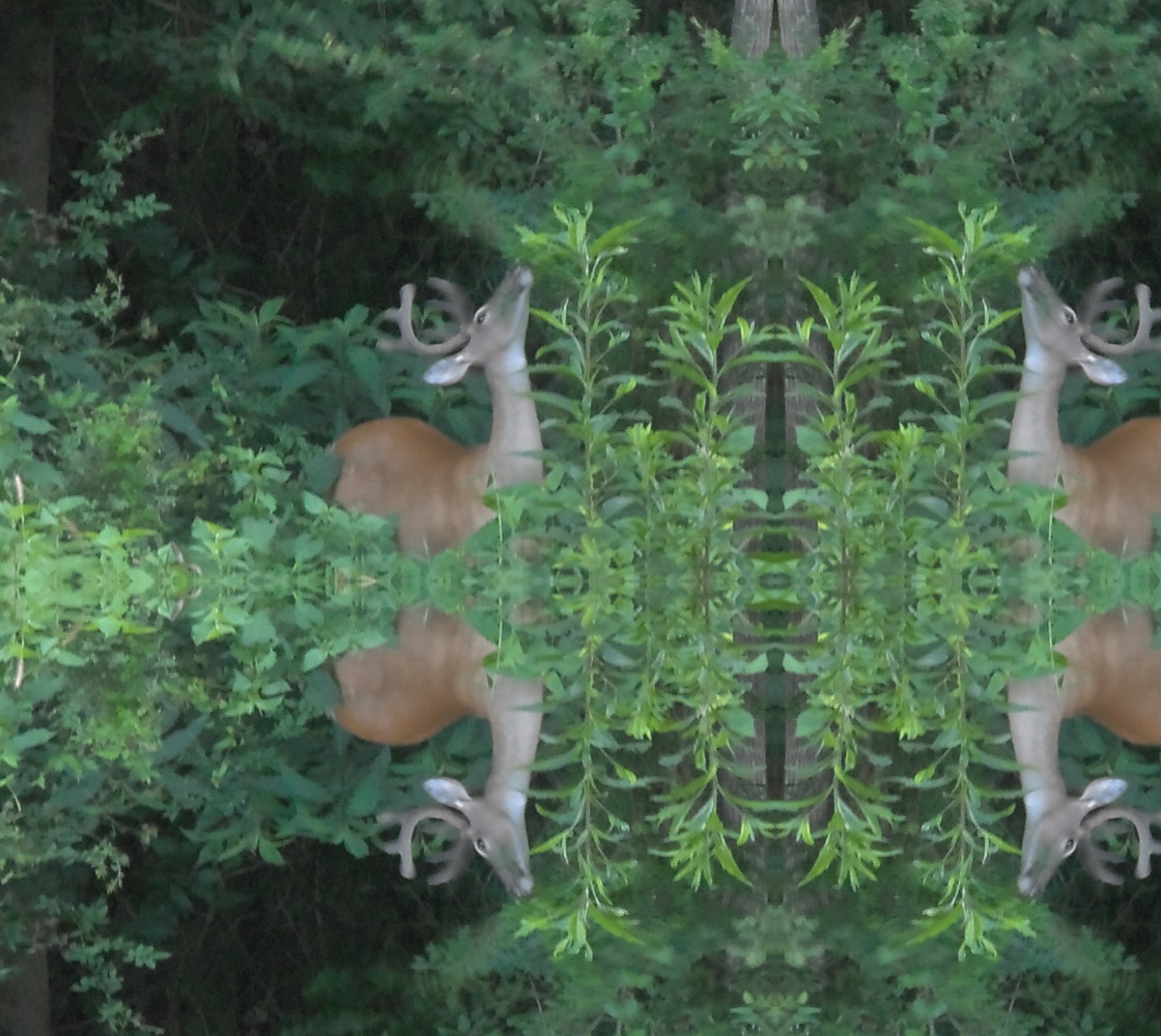 Deer Dreams: Browsing Blissfully 3642 basic mirror 24.94 X 18.72 thumbnail #1